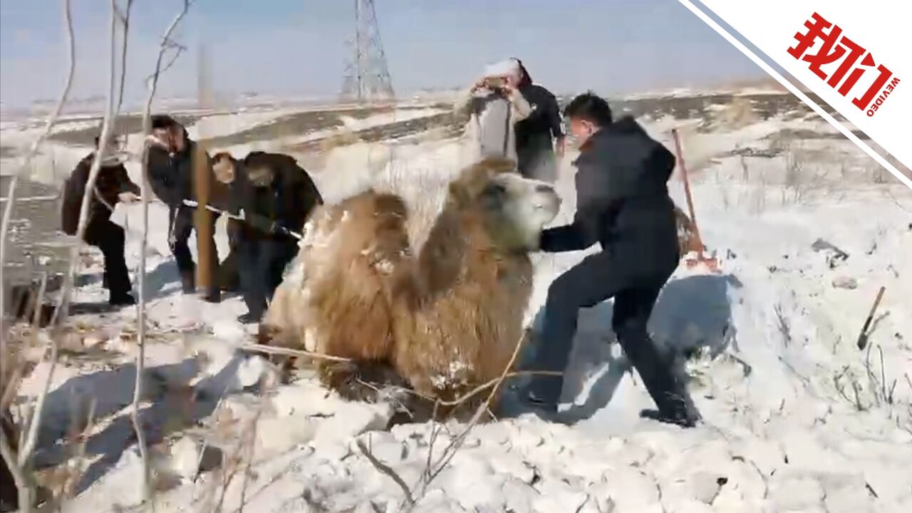 现场:新疆克拉玛依两只骆驼在避风处被积雪掩埋 民警合力用绳索施救