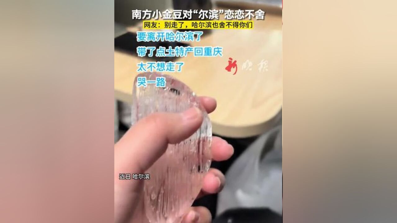 南方小金豆对“尔滨”恋恋不舍 网友:别走了,哈尔滨也舍不得你们