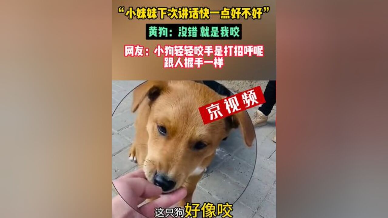 “小妹妹下次讲话快一点好不好”,黄狗:没错,就是我咬,网友:小狗轻轻咬手是打招呼呢,跟人握手一样