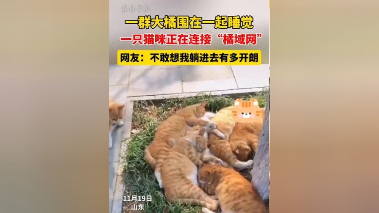 一群大橘围在一起睡觉,一只猫咪正在连接“橘域网”~ 来源:新华社快看、孤独人间梦 一审:罗倩雯 二审:张建华 三审:潘登