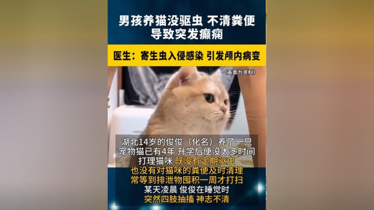 男孩养猫没驱虫、不清粪便,导致突发癫痫 !医生:寄生虫 入侵感染,引发颅内病变