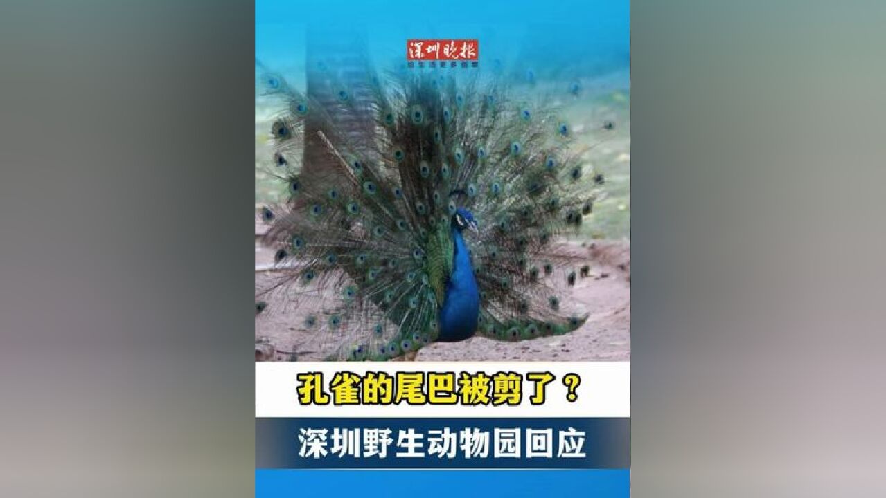 孔雀的尾巴被剪了?深圳野生动物园回应