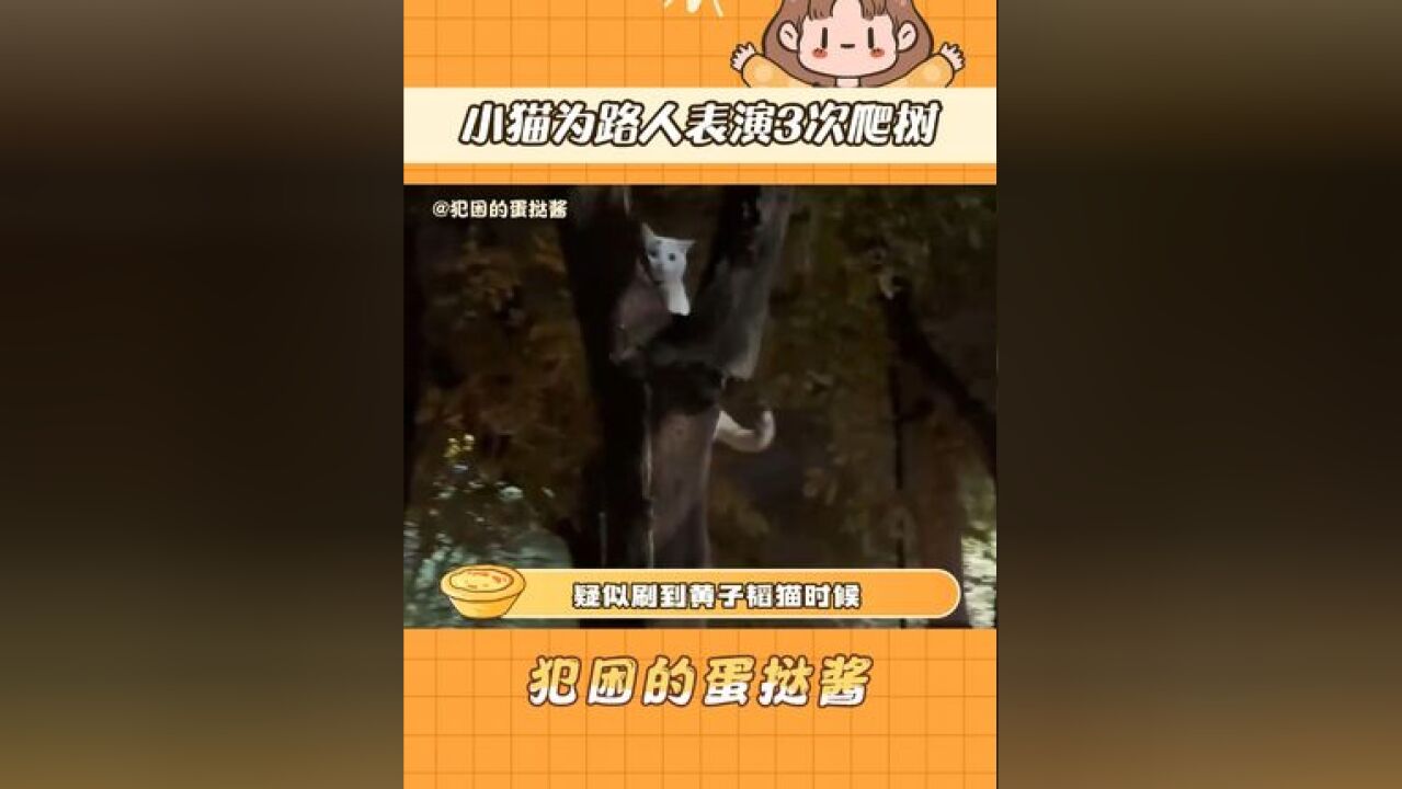 小猫为路人表演3次爬树 感觉像是走在路上突然做出投篮动作的猫猫!