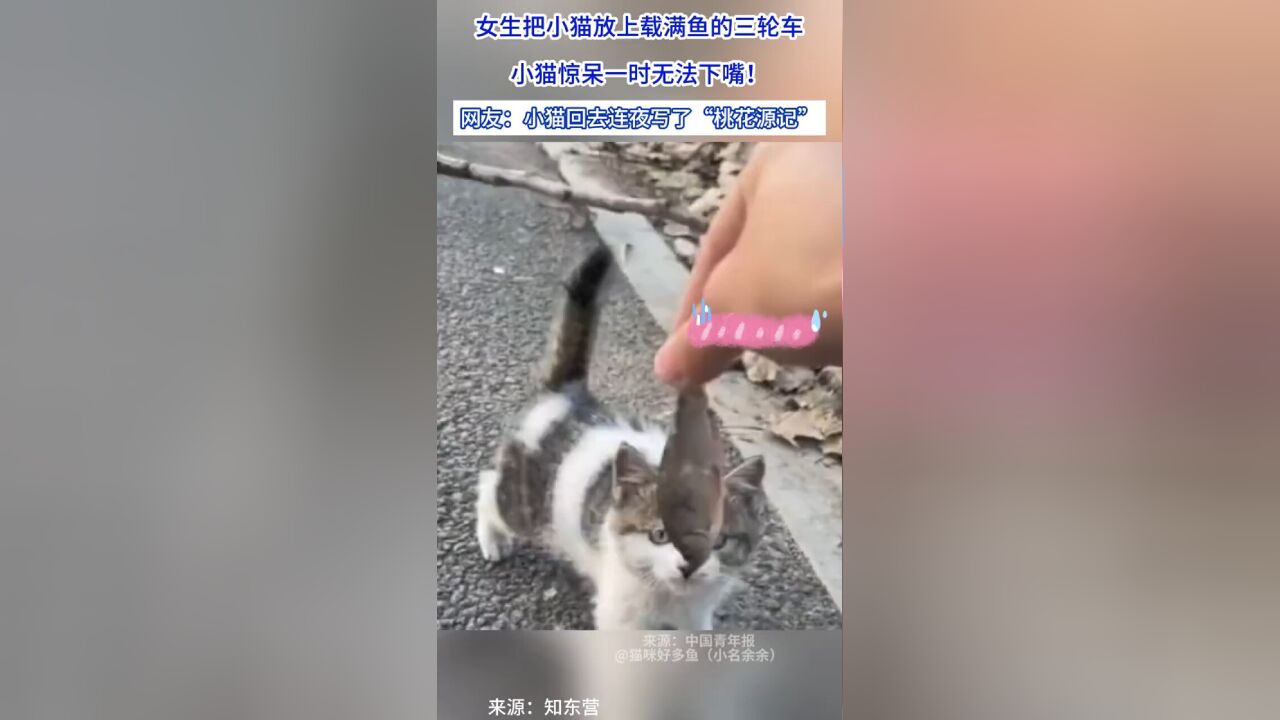 女生把小猫放上载满鱼的三轮车,小猫惊呆一时无法下嘴!