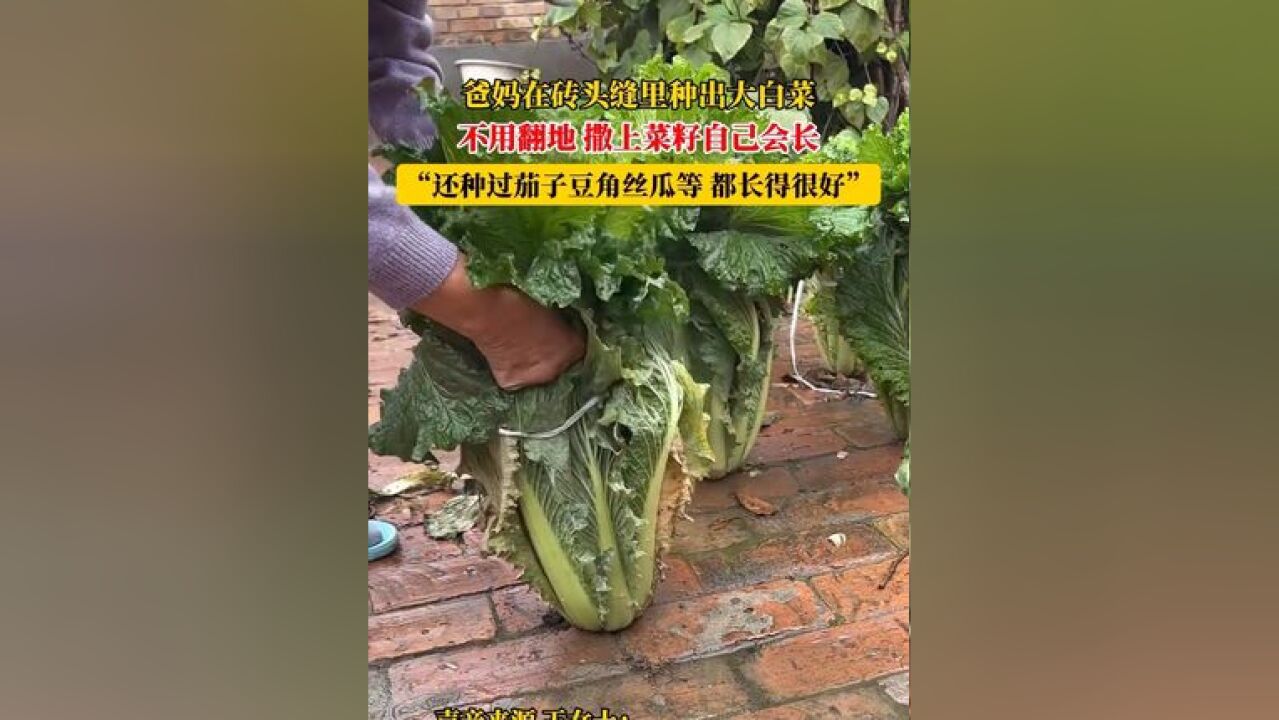 爸妈在砖头缝里种出大白菜,不用翻地,撒上菜籽自己会长,“还种过茄子豆角丝瓜等,都长得很好”