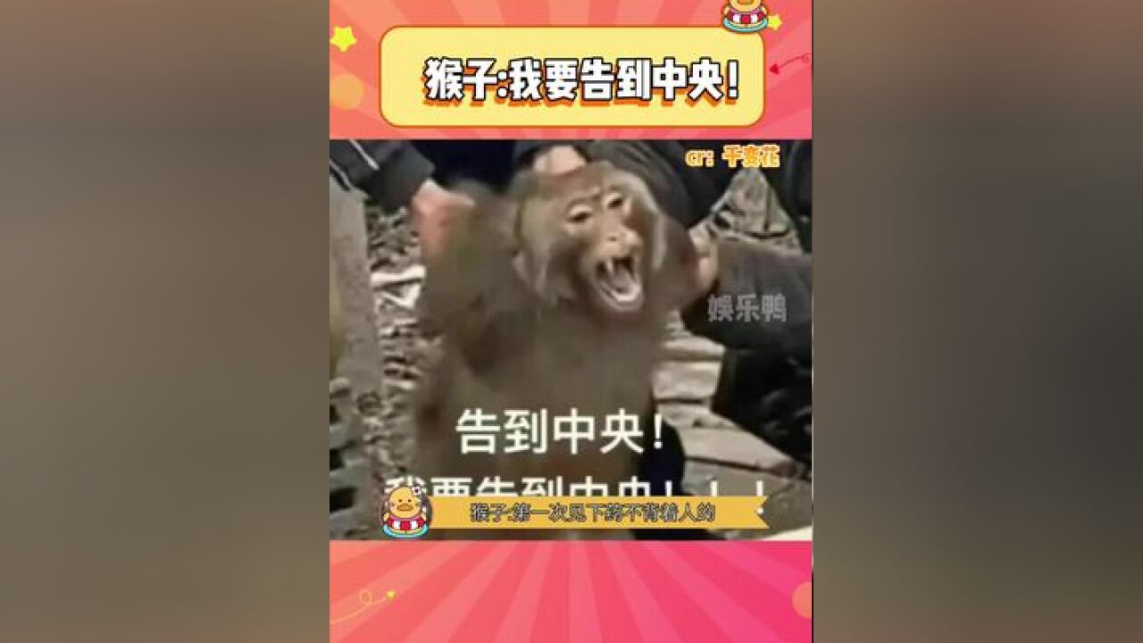 不是,真拿我当猴耍啊?!