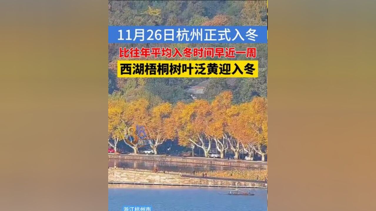 杭州11月26日正式入冬,西湖北山街的梧桐树叶泛黄,迎接西湖的冬