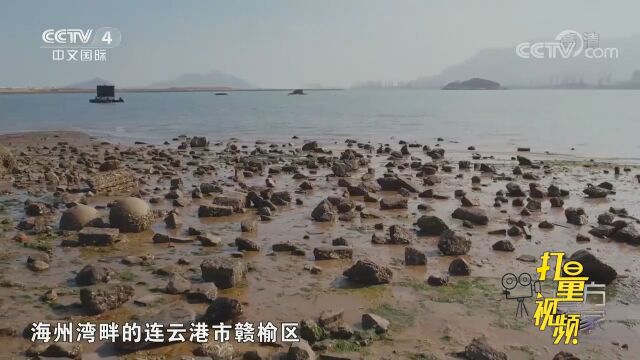 当地有“十月沙光赛羊汤”,这片滩涂是沙光鱼的养殖基地