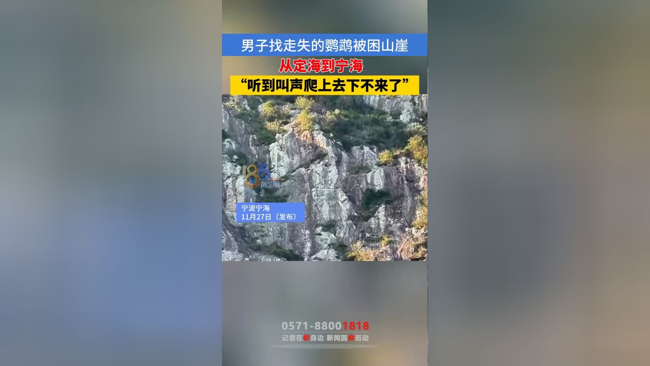 男子得知自己的鹦鹉飞走了,从定海跑到宁海,爬上山崖,结果下不来了 #本地民生资讯