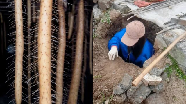 女子晒家庭版地窖山药,根根笔直光滑不沾土,种植方式曝光网友直呼长见识