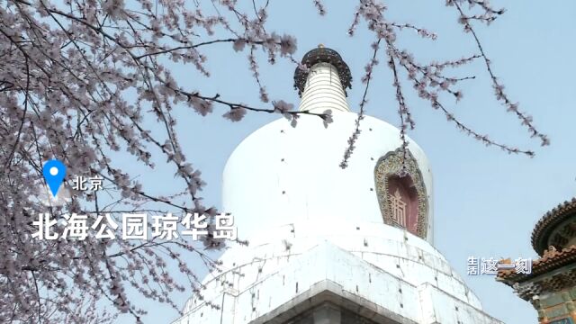 京城赏花好去处 北海公园琼岛桃花映白塔