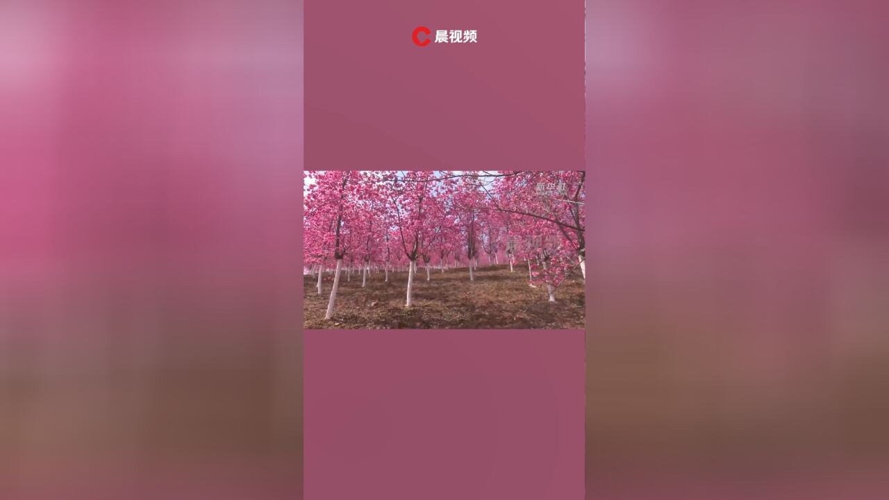 云南宜良:漫步粉色花海,感受浪漫春意