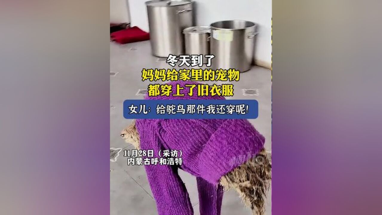 冬天到了,妈妈给家里的宠物都穿上了旧衣服,女儿:给鸵鸟那件我还穿呢!