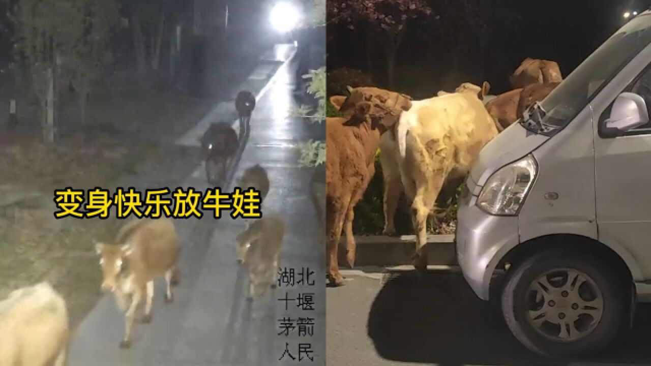 半夜2点街上惊现7头牛,民警化身“放牛娃”激动执法:学猪叫赶牛