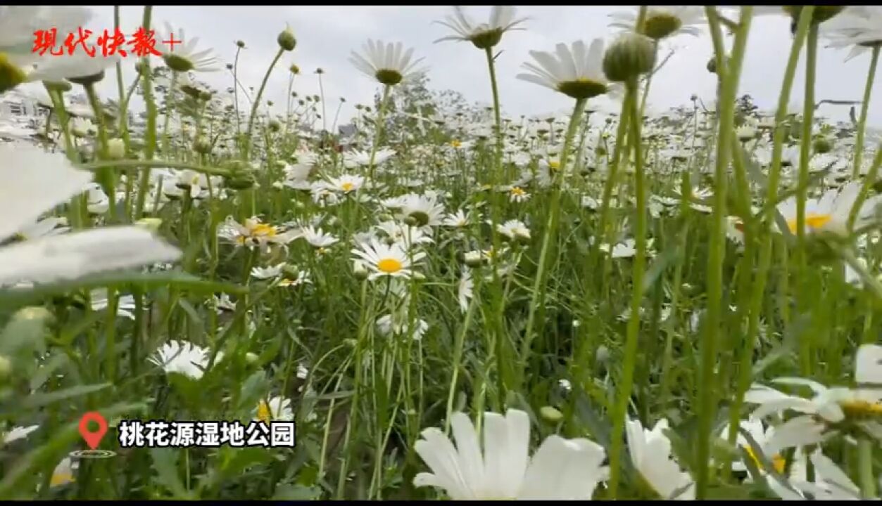 徐州盛开了一片“菊花海”