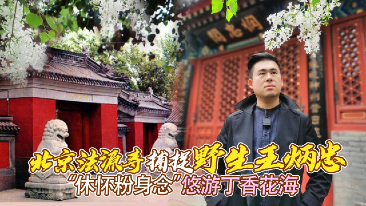 北京法源寺捕捉野生王炳忠 “休怀粉身念”悠游丁香花海