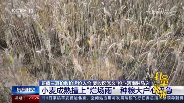 河南驻马店小麦成熟撞上“烂场雨”,种粮大户心里急