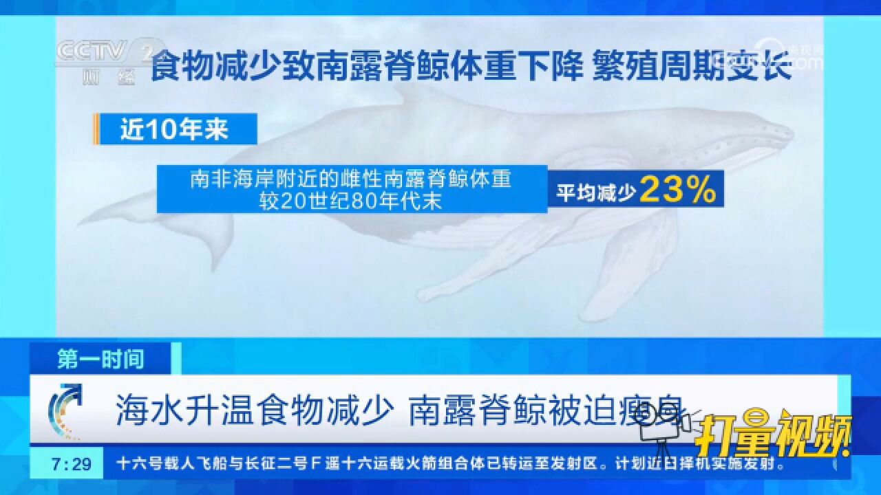 海水升温食物减少,南露脊鲸被迫瘦身