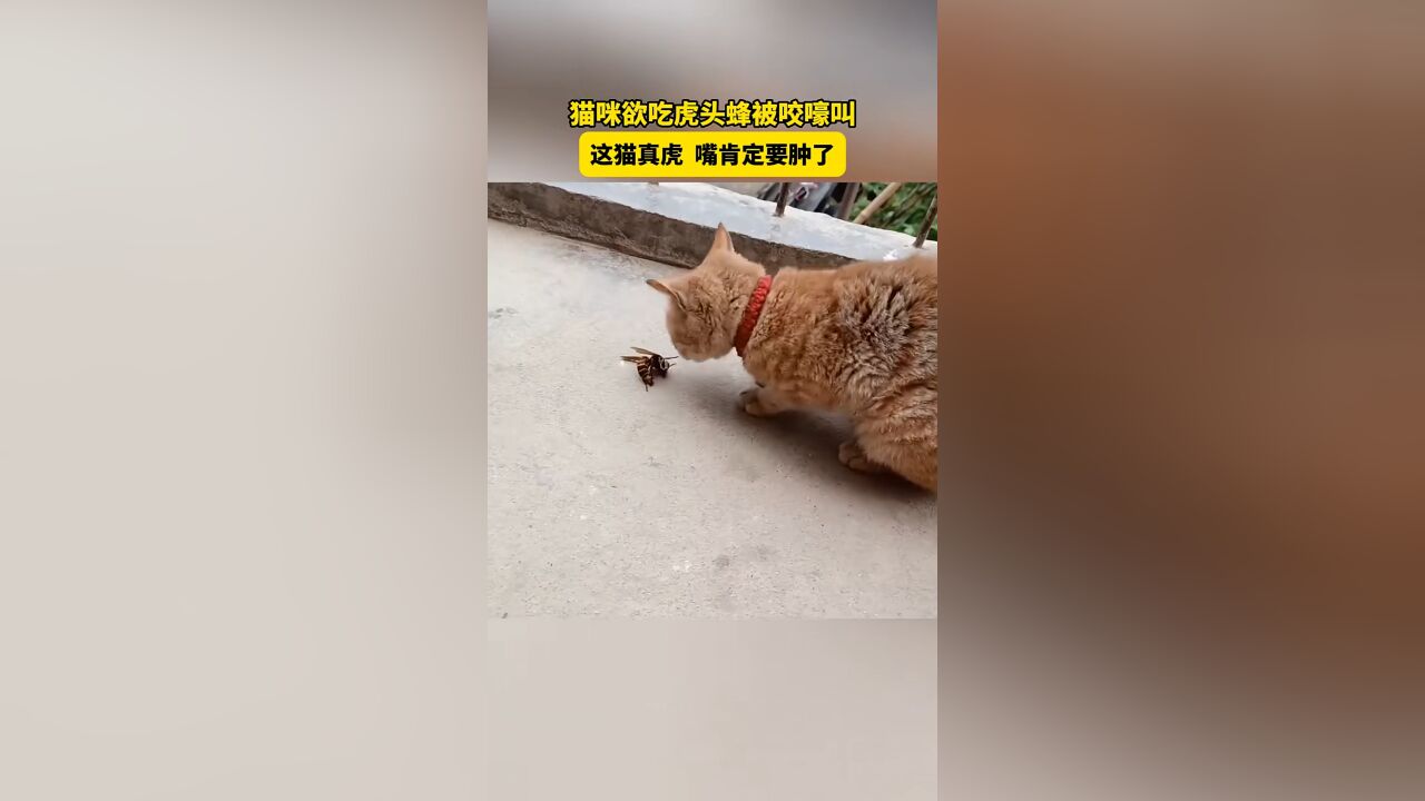 猫咪欲吃虎头蜂被咬嚎叫,这猫真虎嘴肯定要肿了