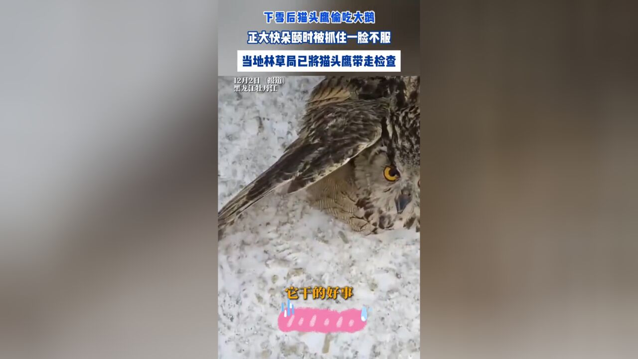 下雪后猫头鹰偷吃大鹅,正大快朵颐时被抓住一脸不服