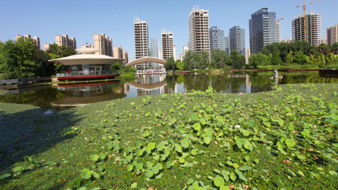 炎炎夏日游西安植物园:水景园荷花盛开,一池夏荷送清凉