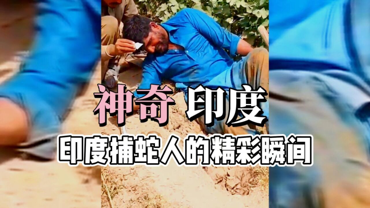 印度捕蛇人的精彩瞬间,胆小者误入