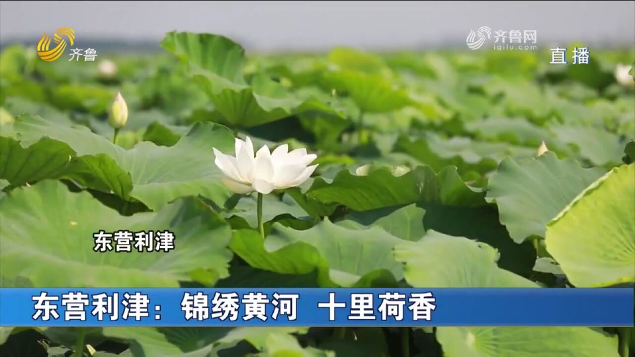 利津黄河岸边十里荷塘绿波荡漾,花开正好如诗如画,令人心旷神怡