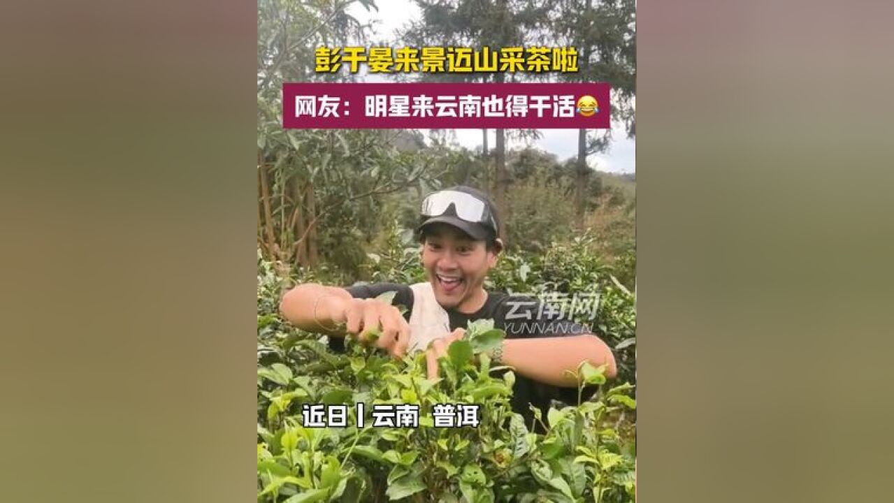 彭于晏来景迈山采茶啦!网友:明星来云南也得干活