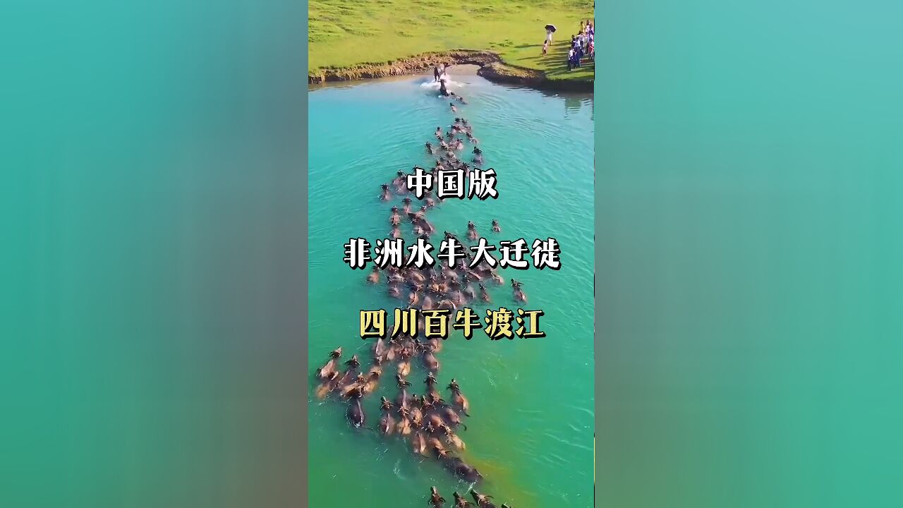 奇迹再现:中国境内惊现非洲动物大迁徙的震撼场面