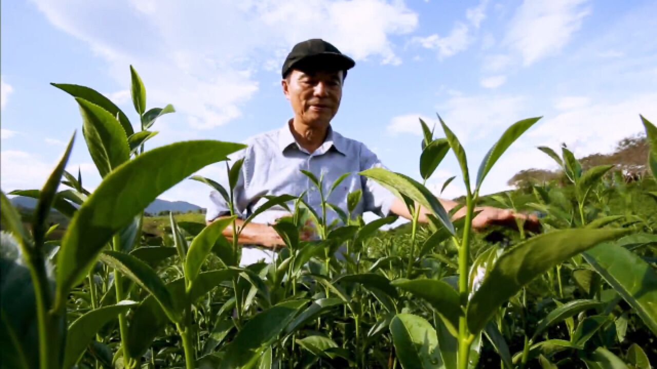 茶果飘香!闽台厚植“农”情蜜意