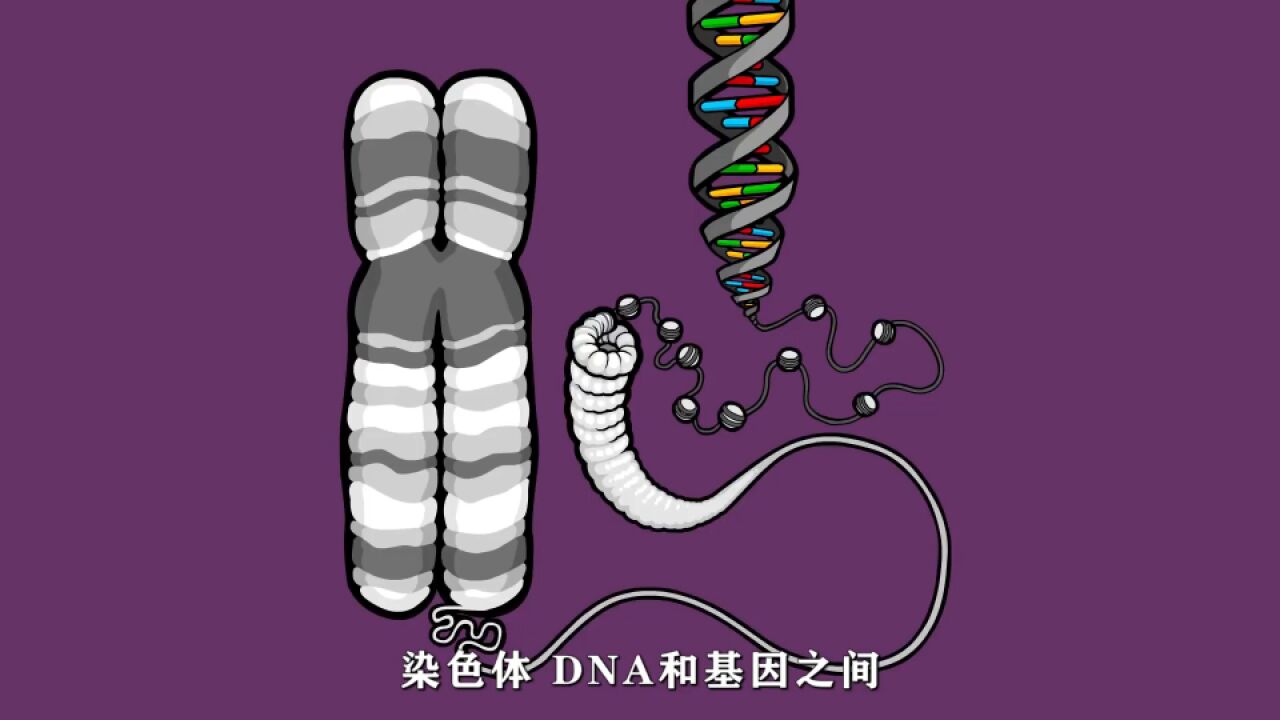 基因、DNA与染色体的关系,知识分享