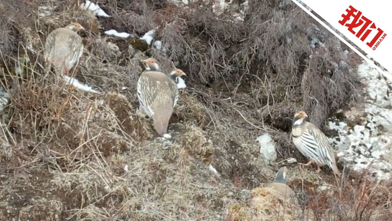 甘肃一保护区拍到6只藏雪鸡在裸岩和灌丛间觅食:时而抖动羽毛时而跳跃行进