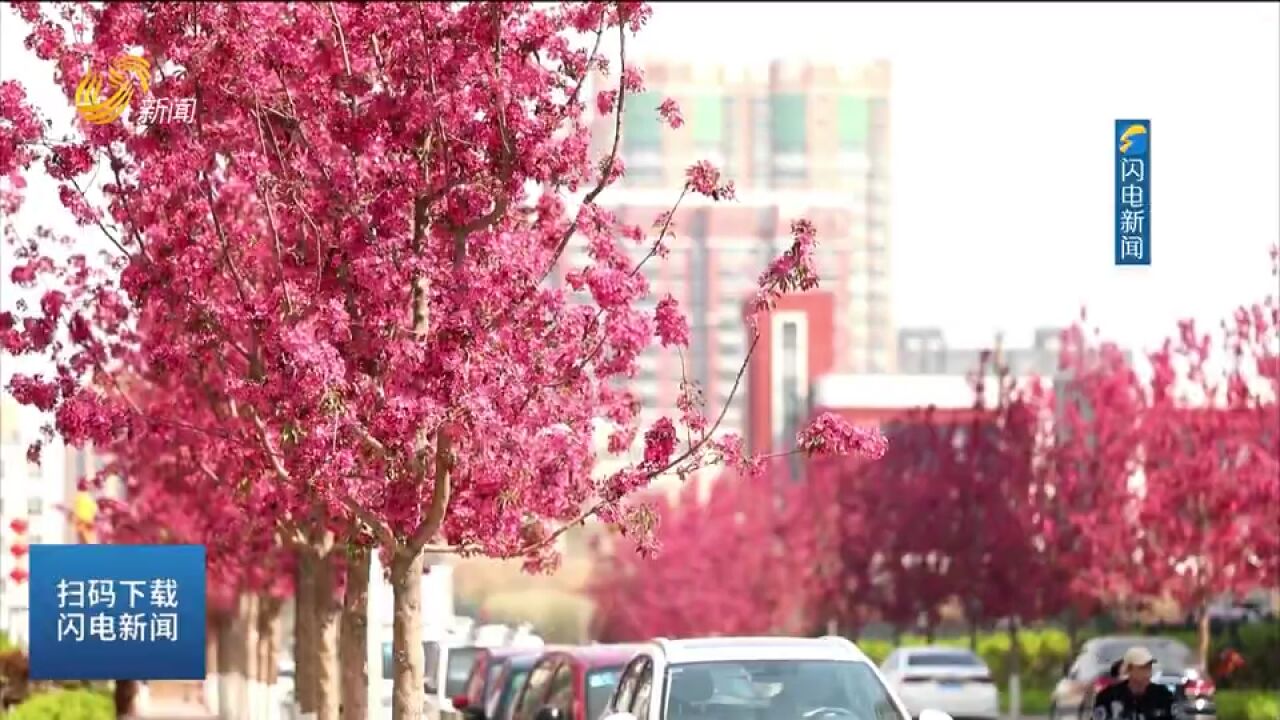 天气转暖,昌乐县城区主干道两侧海棠花迎来盛花期,美景惹人醉