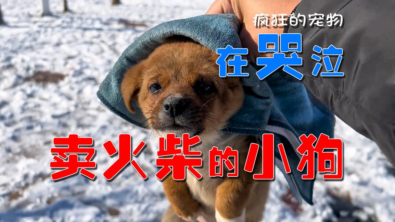 卖火柴的小狗,在风雪中遇到了心软的小哥,故事暖心又感动!