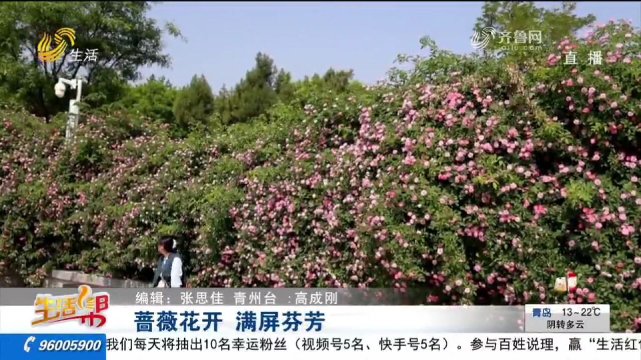 芳菲五月,青州市云门山森林公园蔷薇花悄然绽放,一起来欣赏美景