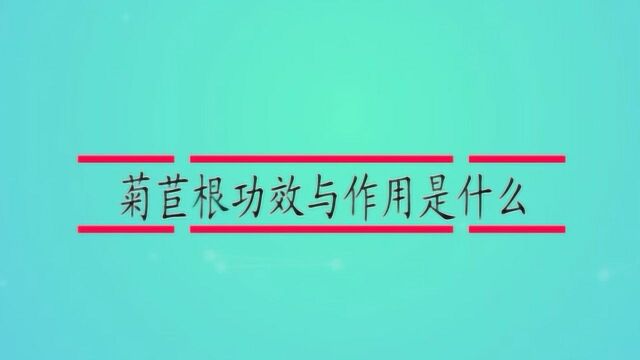 菊苣根功效与作用是什么