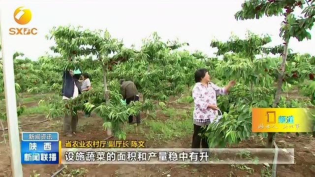 陕西:产业扶贫项目不断扩大,实现稳定增收产业全覆盖