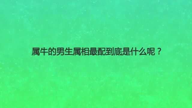 属牛的男生属相最配到底是什么呢?