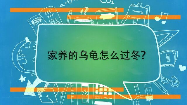 家养的乌龟怎么过冬?