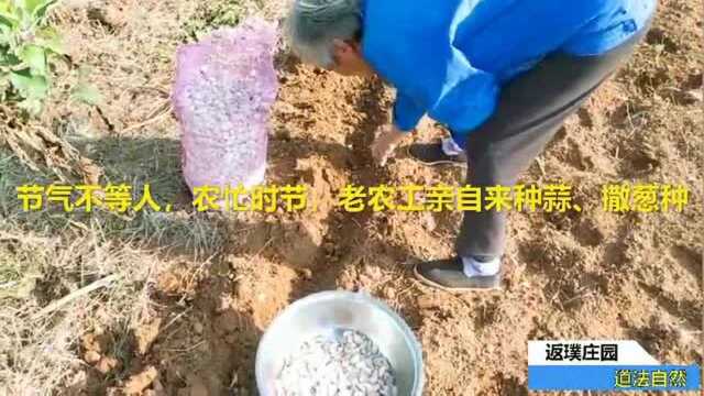 返璞庄园农耕日记:郑单958,喝玉米粥这个品种最好