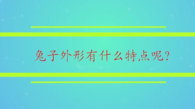 兔子外形有什么特点呢?