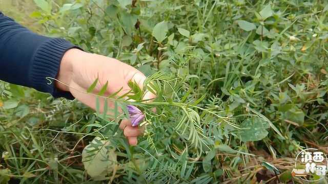 农村田边一种常见的植物,花是蓝色的,浑身都是宝,了解一下吧