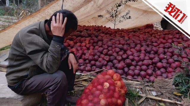 电商卖惨营销“甘肃百万苹果待销” 政府:乱写 不存在滞销