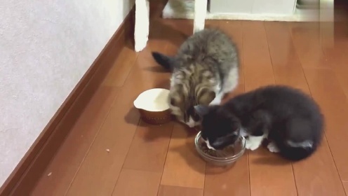 Thumbplayer Poster Plugin Image