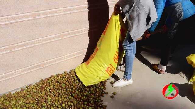 山茶籽里面的秘密,大量山茶籽里的胶原蛋白,农村娃的记忆