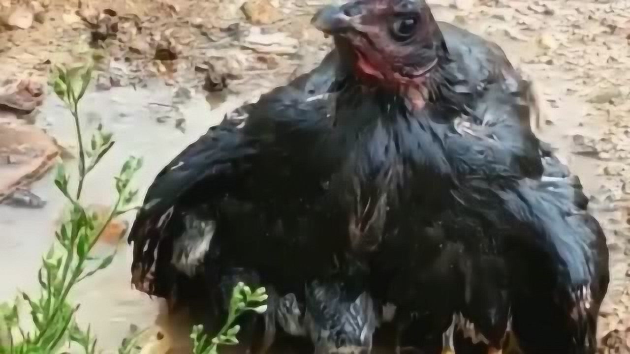 下雨后的路上母鸡把母爱展现的淋漓尽致真是条感人了