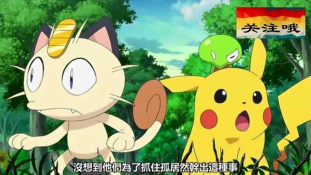 精灵宝可梦:顽皮熊猫和哈力栗真是冤家,又吵起来了,居然气得进化了