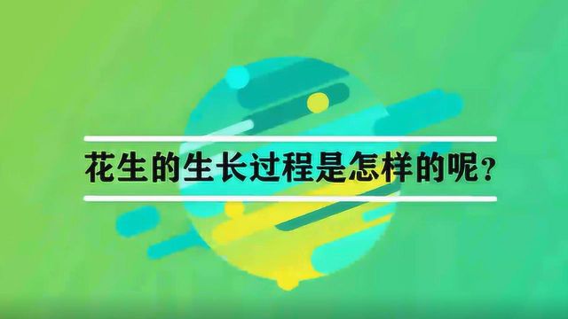 花生的生长过程是怎样的呢?