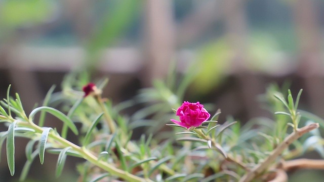 养太阳花经常虐一虐,侧芽越来越多,开花似小牡丹