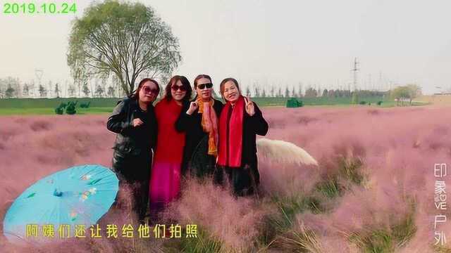 网红粉黛乱子草:连云港月牙岛湿地公园,恋上那片粉色海洋